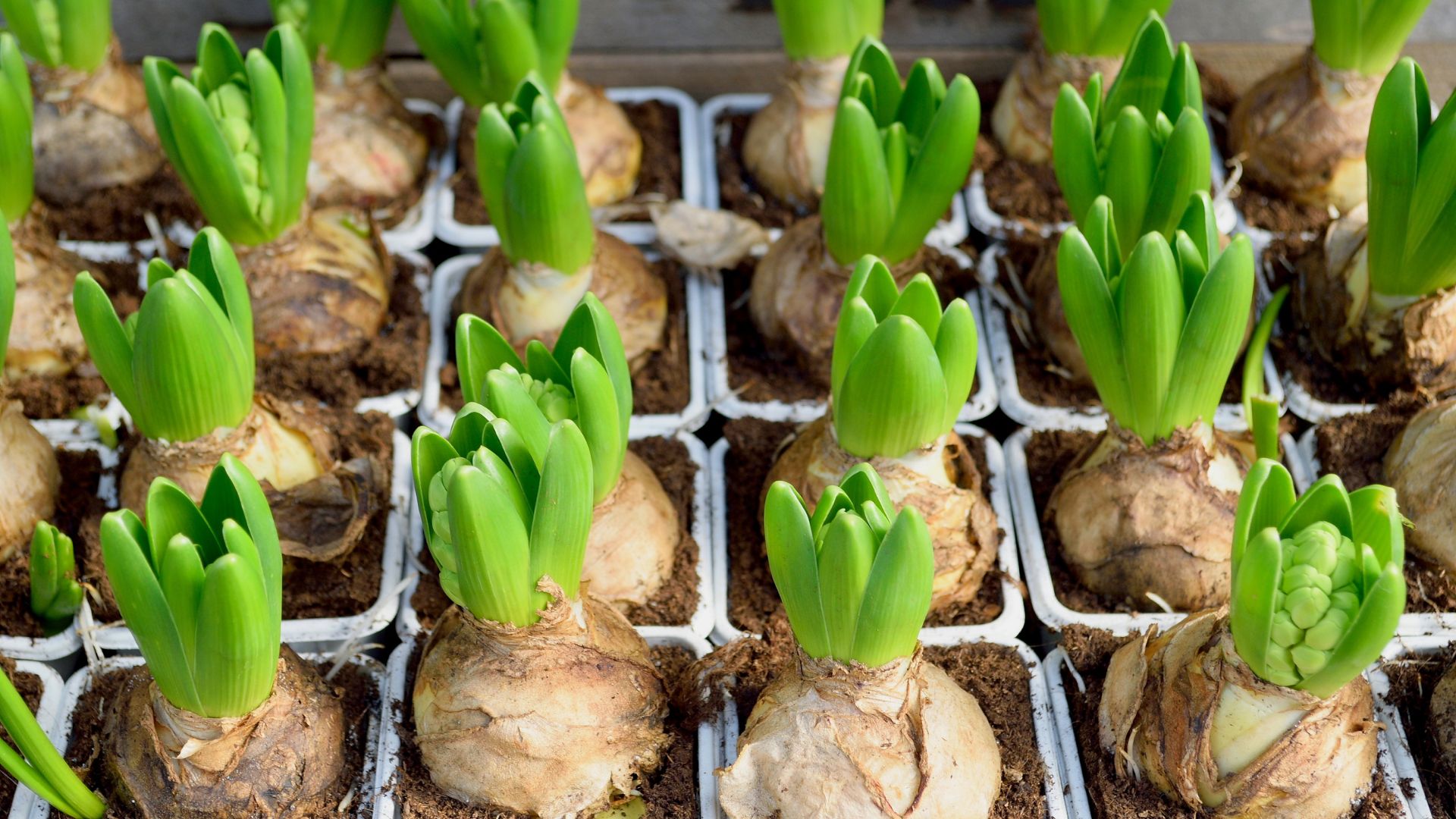 When to order bulbs for next Spring: Your Quick Guide