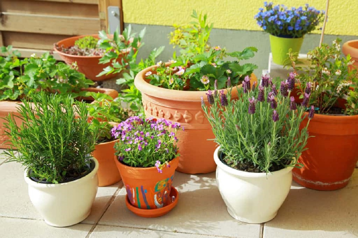 10 Amazing Herbs to Grow in Your Kitchen Garden