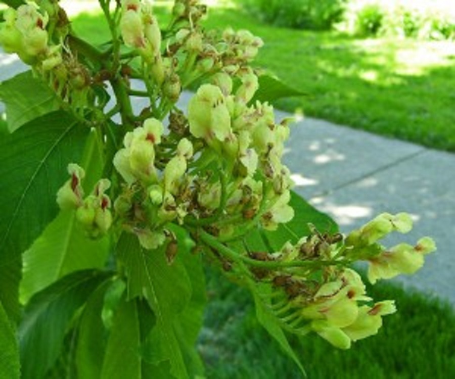 Buckeye is a green, flowering shrub