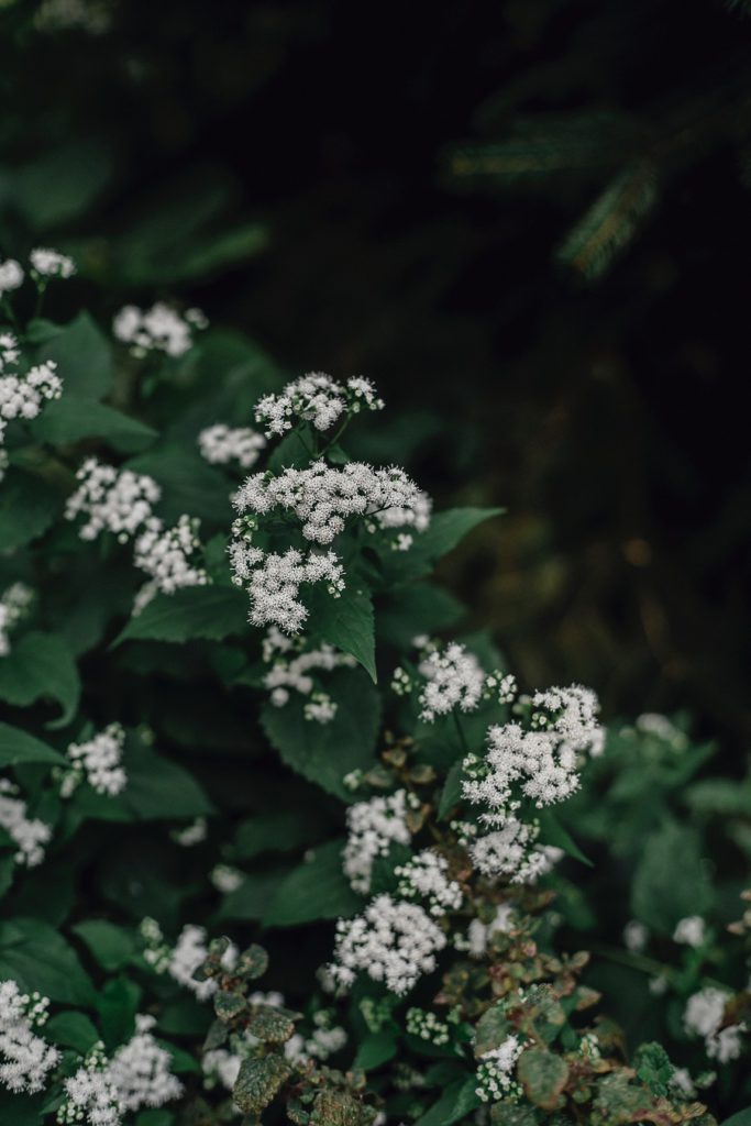 Viburnum is one of the most popular shrubs