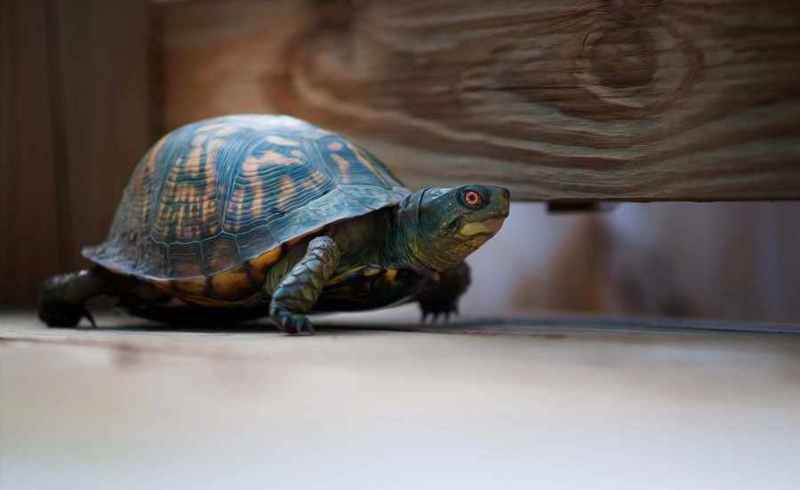 Turtle is a top most common pet