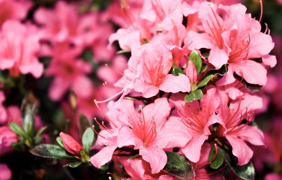 Azalea plant has white, yellow, red and pink varieties
