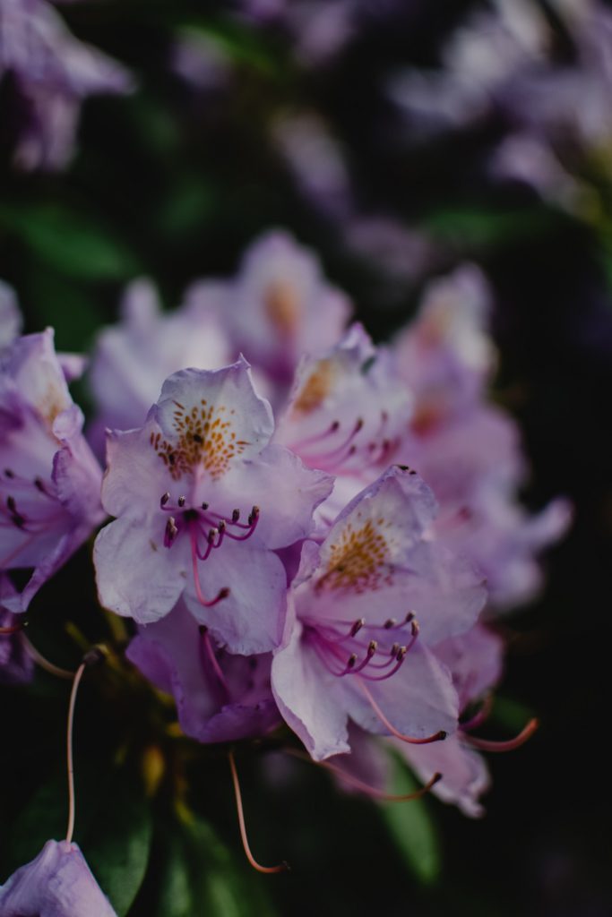 The most popular flowering bush, rhododendrons