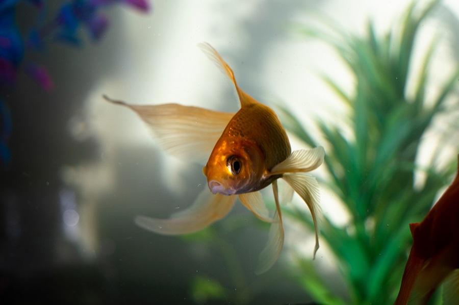 Fish are pets put in aquariums