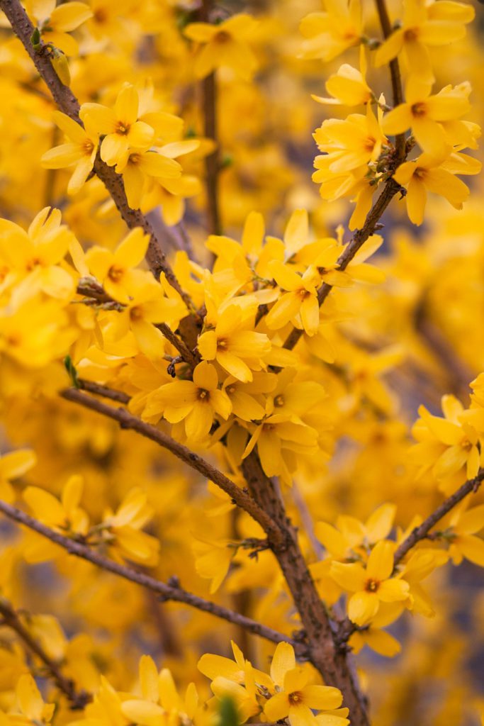 Forsythia is part of the Top 10 Common Flowering Bushes 