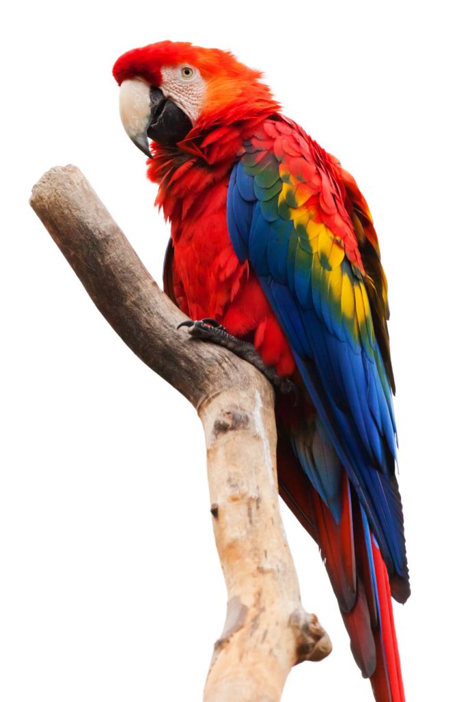 Parrot is a basic pet in a home