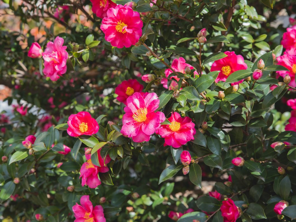 Camellias are best shrubs that can bloom in your garden