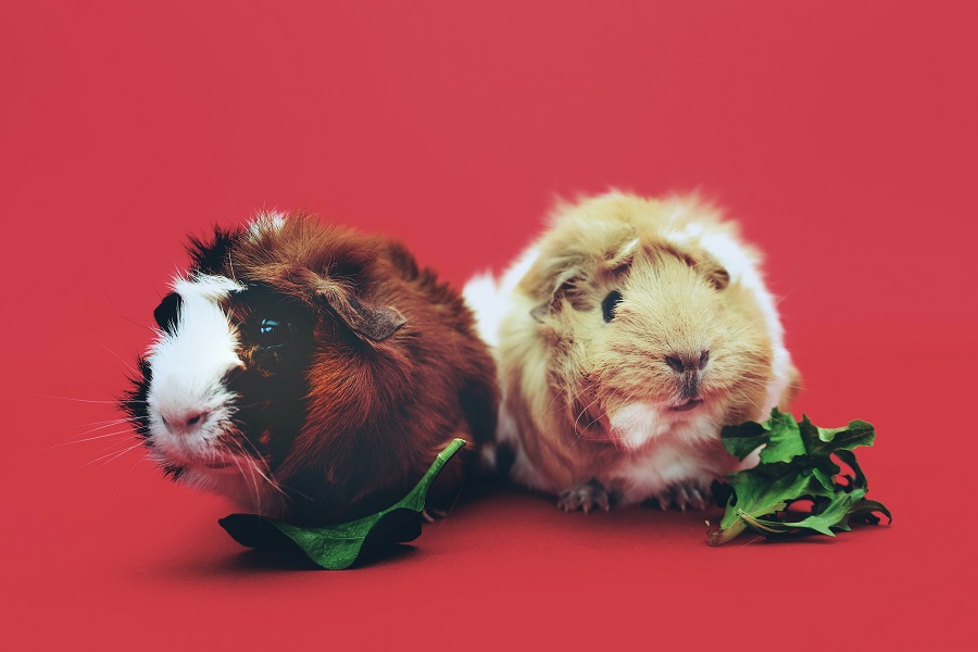 Guinea pigs are also household pets