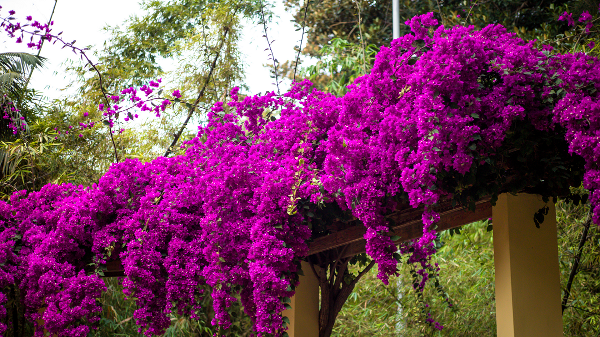 10 Amazing Common Flowering Bushes: Garden and Blooms