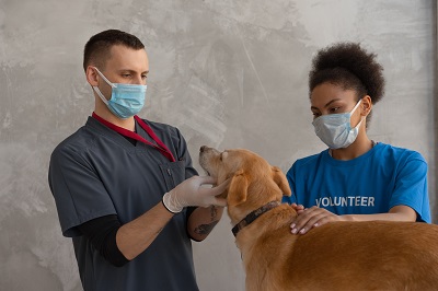 is pet health insurance worth the cost