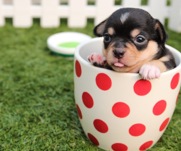 Top 10 Smallest Dog Breeds: Amazing Pet Guide