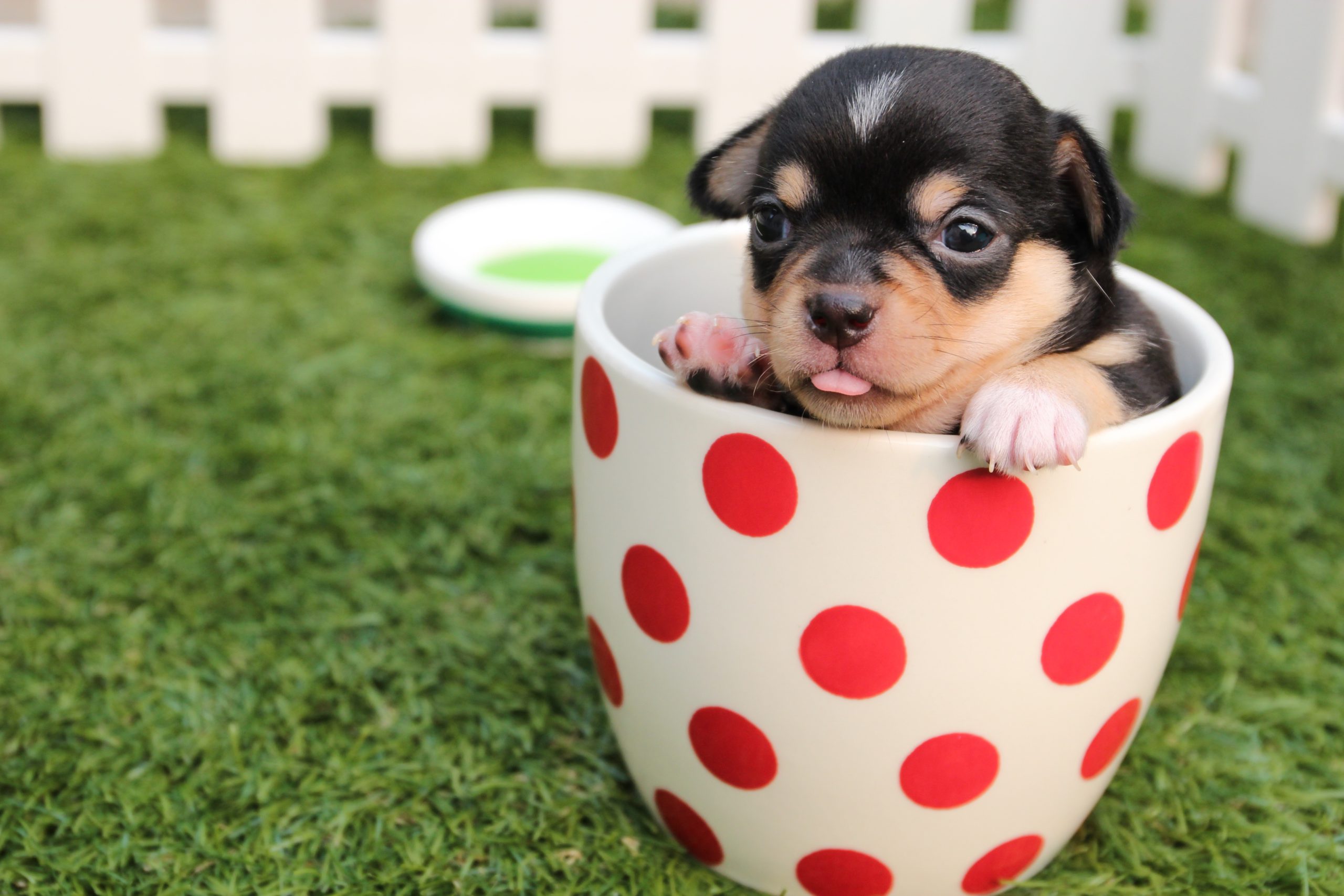 Top 10 Smallest Dog Breeds: Amazing Pet Guide