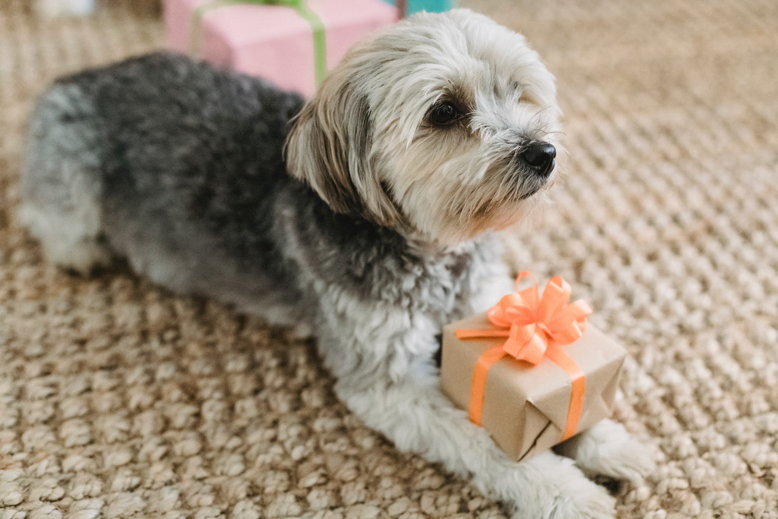 10 Amazing Gifts for Pets and Their Owners