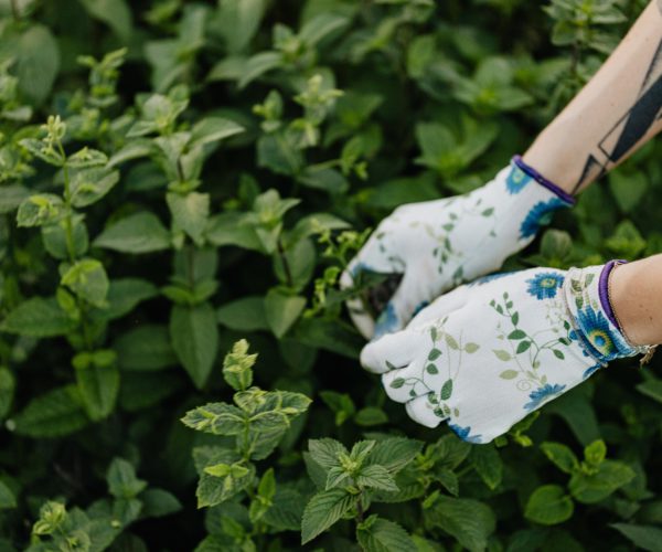 When to Harvest Herbs from the Garden: Your Ultimate Gardening Guide