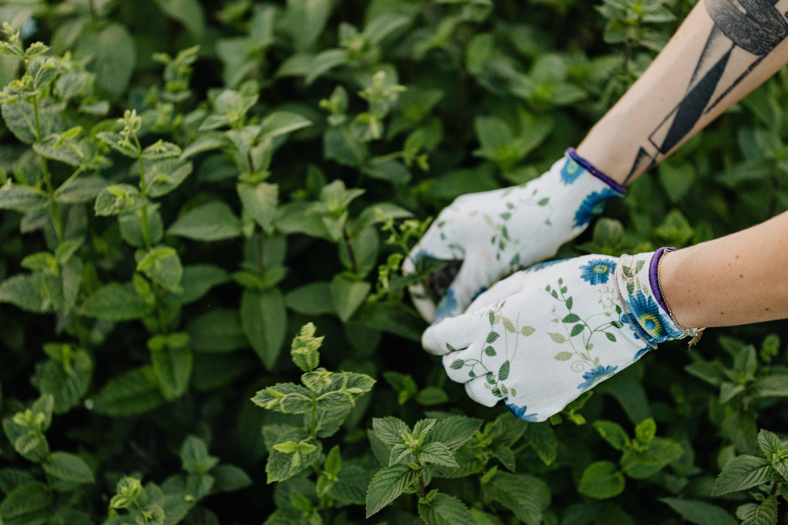 When to Harvest Herbs from the Garden: Your Ultimate Gardening Guide