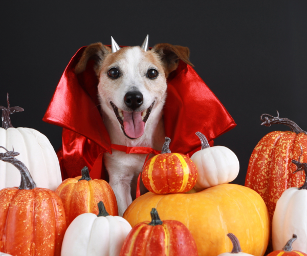 Ideas for dog Halloween costumes