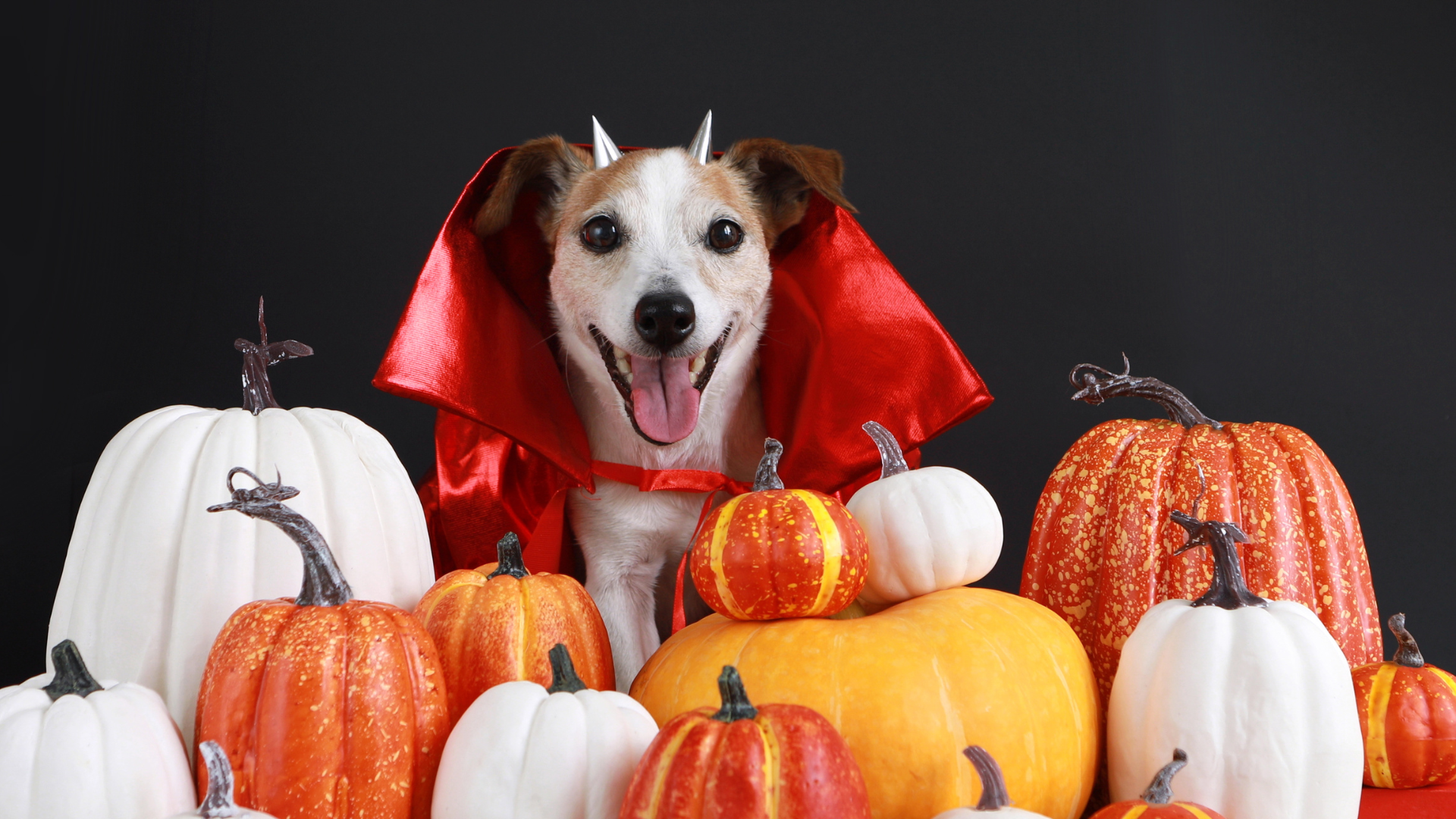 Ideas for dog Halloween costumes
