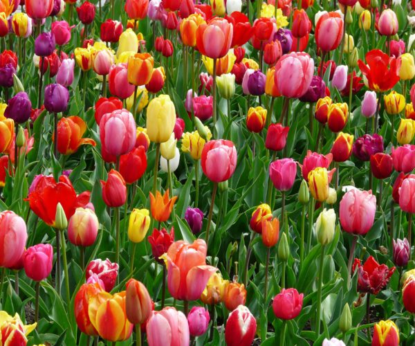 10 Spring Flower Bulbs for Beginners to Bloom a Beautiful Garden